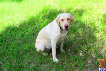 labrador retriever puppy posted by Florida Labs
